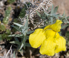 Cymbaria daurica