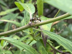 Psammaletes mexicanus