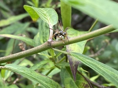 Psammaletes mexicanus