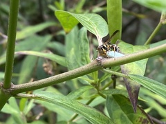 Psammaletes mexicanus