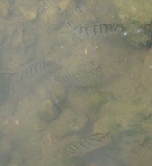 Selenotoca multifasciata