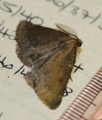 Drepanogynis miltophyris