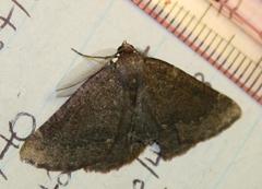 Drepanogynis miltophyris