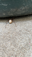 Latrodectus geometricus