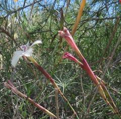 Dianthus caespitosus caespitosus