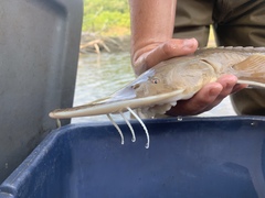 Scaphirhynchus platorynchus