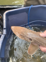 Scaphirhynchus platorynchus