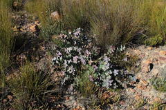 Protea amplexicaulis