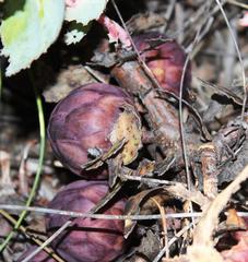 Protea amplexicaulis