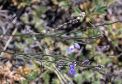 Polygala tenuifolia