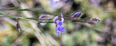 Polygala tenuifolia