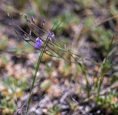Polygala tenuifolia