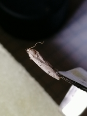 Phycitodes lacteella