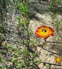 Drosanthemum bicolor
