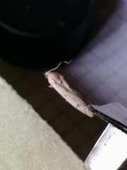 Phycitodes lacteella