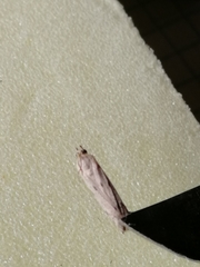 Phycitodes lacteella