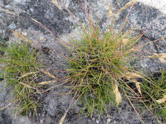 Pentameris rigidissima