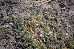 Astragalus brevifolius