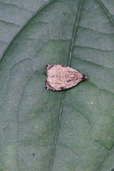 Sycacantha inopinata