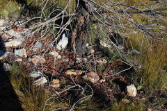 Papio ursinus ursinus