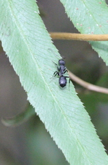 Camponotus lasiselene