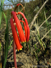 Cyrtanthus tuckii