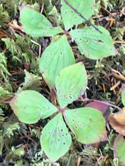 Cornus unalaschkensis