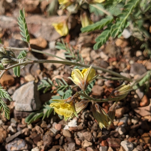 Image of Pomaria jamesii by (c) Dominic Gentilcore, some rights reserved (CC BY)