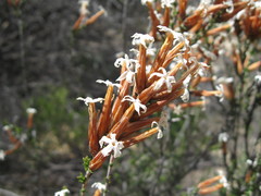 Lysinema pentapetalum