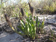 Echiostachys spicatus