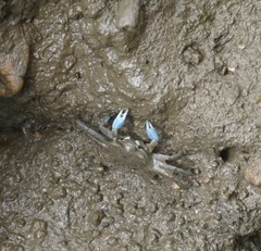 Macrophthalmus pacificus