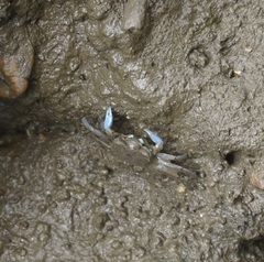 Macrophthalmus pacificus