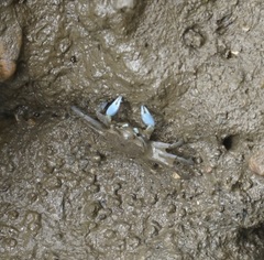 Macrophthalmus pacificus