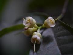 Magnoliopsida