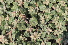 Glinus lotoides