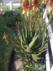 Aloe cryptopoda