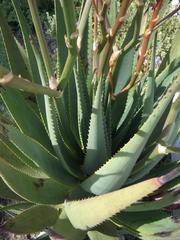 Aloe cryptopoda