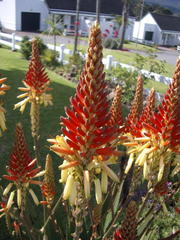 Aloe cryptopoda