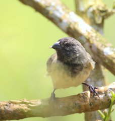 Camarhynchus parvulus