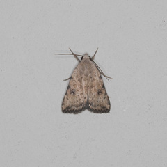Micrathetis triplex