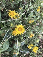 Grindelia squarrosa