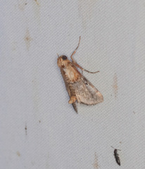 Cacozelia basiochrealis