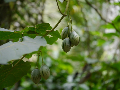 Solanum betaceum