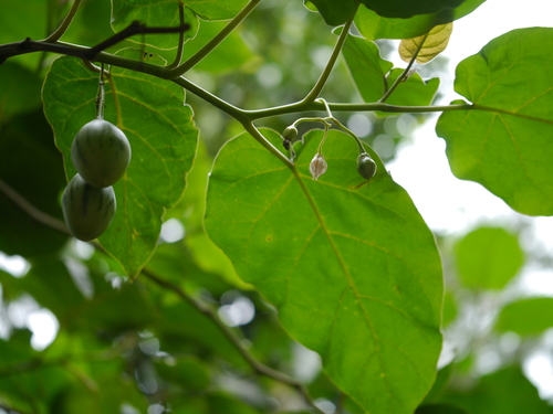 Solanum betaceum