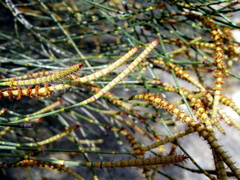 Allocasuarina acutivalvis