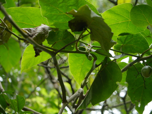 Solanum betaceum