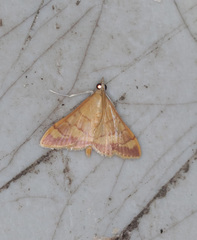 Pyrausta pseudonythesalis