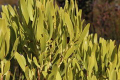 Leucadendron microcephalum