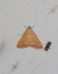 Pyrausta pseudonythesalis