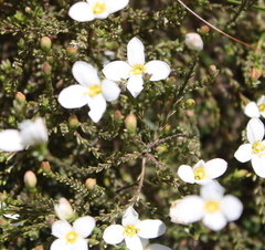 Lachnaea